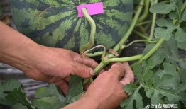 吃瓜网渣,揭秘网络舆论场的“渣”现象